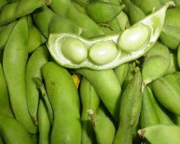 毛豆行情價(jià)錢分析與市場波動(dòng)觀察思考