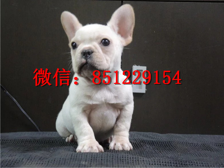 法牛犬行情走勢揭秘，溫馨日常背后的市場趨勢