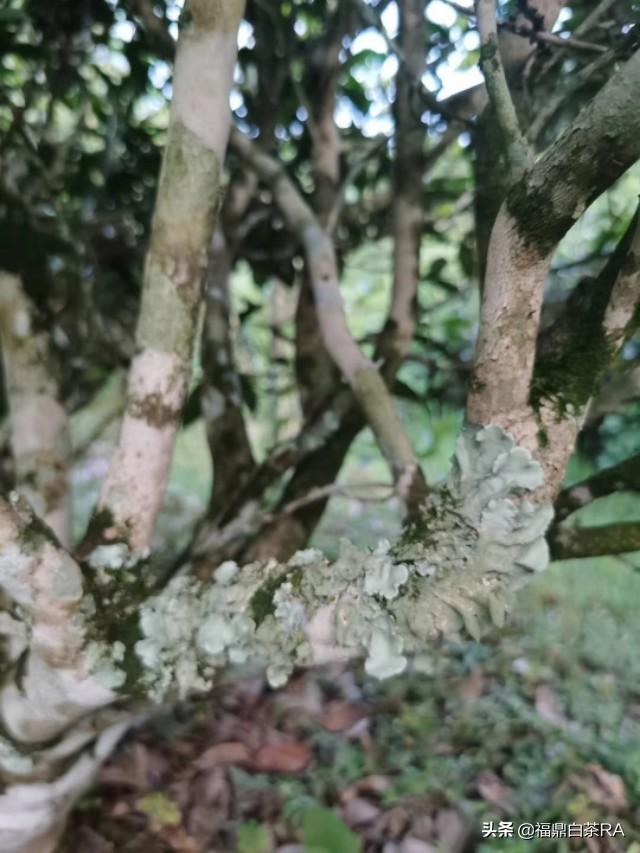 老樅紅茶價(jià)格，深度探討歷史背景與地位影響下的價(jià)格走勢