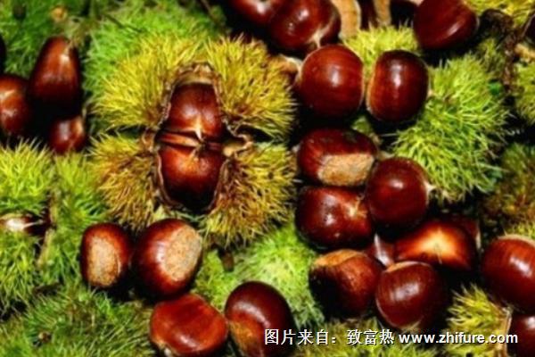 板栗最新行情概覽，市場(chǎng)走勢(shì)與產(chǎn)業(yè)地位深度分析