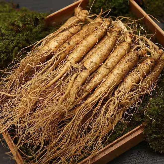 東北野山參價格,東北野山參價格，時代的印記與價值的波動