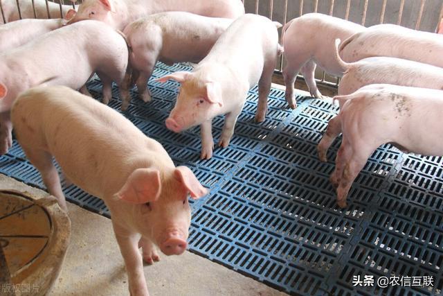 今日最新豬價(jià)，時(shí)代的觀察與影響分析