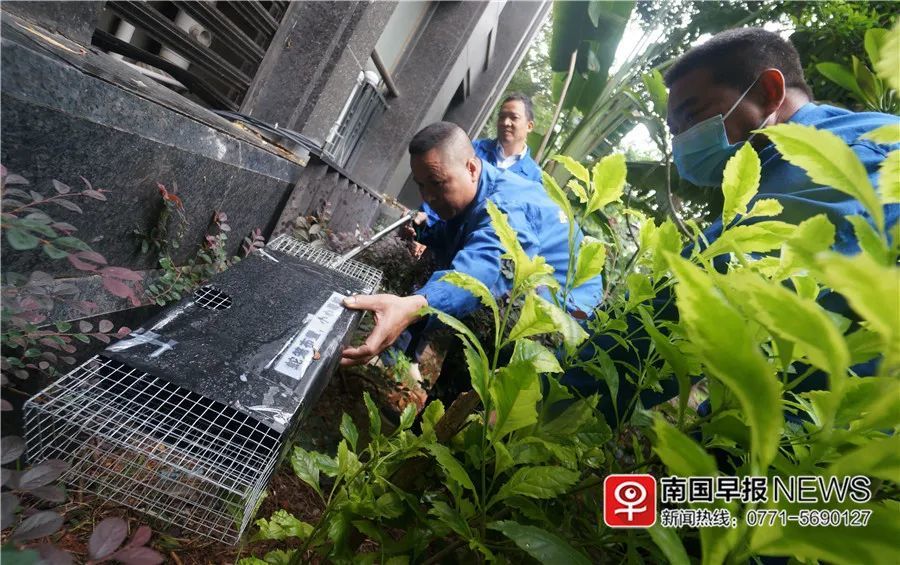 最新捕蛇籠