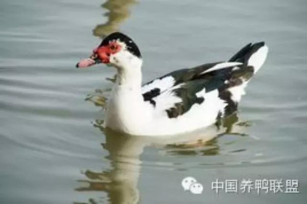 鴛鴦鴨行情，一只鴨子背后的勵(lì)志故事