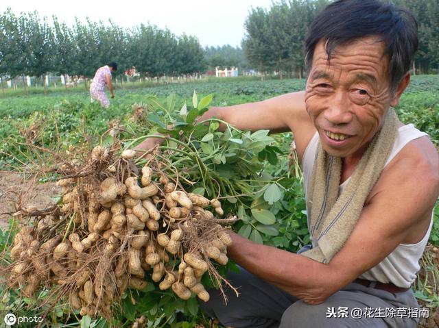 延津縣花生米今日行情詳解，如何了解與評(píng)估市場(chǎng)行情及趨勢(shì)分析